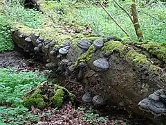 Zunderschwamm zersetzt Baum