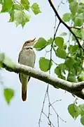 Nachtigall