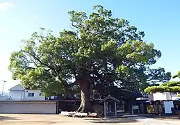 Alter Kampferbaum