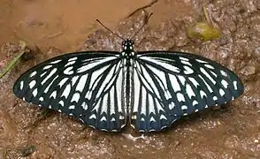 Chilasa clytia f. dissimilis