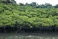 Mangroven am Nakamagawa