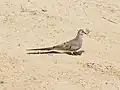 Weibchen