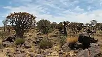 KöcherbaumwaldQuiver Tree Forest
