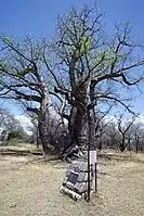 Affenbrotbaum Nr. 1063Baobab Tree (No. 1063)