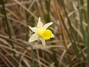 Narcissus nevadensis