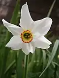Blüte von Narcissus  poeticus
