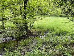 Nasswiese im NSG Brambecke