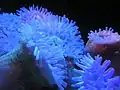 Seeanemonen