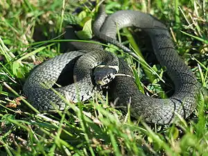 Ringelnatter(Natrix natrix)