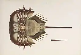 Tachypleus tridentatus aus der Familie der Pfeilschwanzkrebse