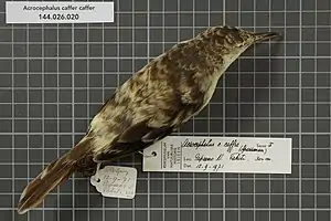 Langschnabel-Rohrsänger (A. caffer), Vogelbalg