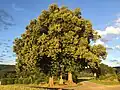 Naturdenkmal Zwei Linden