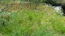 Schwingrasen mit Scheidigem Wollgras