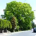Naturdenkmal Stiel-Eiche Quohrener Straße