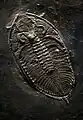 Fossil aus dem Schiefer des Hunsrücks