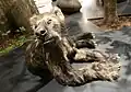 Welpe eines Bärenhundes (Agnotherium antiquum), der 270 kg schwer werden konnte.