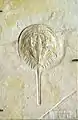 Pfeilschwanzkrebs Mesolimulus walchi