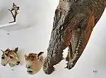 Nilkrokodil und andere Kuriositäten