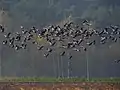 Kraniche und Wildgänse im Tiefflug