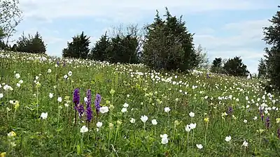 Im Mai dominieren Windröschen, Knabenkräuter und Schlüsselblumen den Blütenteppich