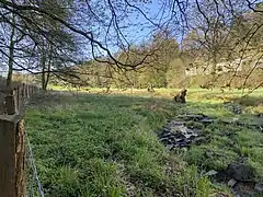 Feuchtwiesen in der Aue der Heilenbecke