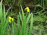 Flora