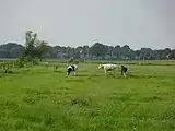 Wiese mit Rindern