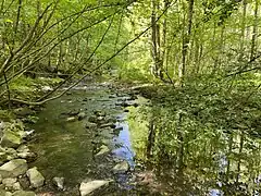 NSG Leyerbachtal am Birgder Hammer