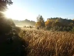 Herbst im Tennenloher Forst