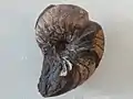 Nautilidae Perlboot Pseudaganides
