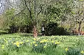 Zentrale Wiese mit Frühblühern