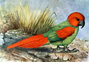 Rodrigues-Papagei aus Walter Rothschild: Extinct Birds1907