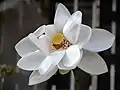 Weiße Lotosblüte