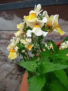 2012 Nemesia „TrioMio“