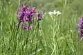 Orchideenwiese an der Nemphe mit Breitblättrigem Knabenkraut, Schachtelhalm und Wiesen-Schaumkraut