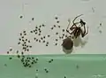 Jungtiere im Netz des Muttertiers mit Beute, die gemeinsam von diesem und einigen Jungtieren verzehrt wird. Im Hintergrund befindet sich ein weiterer Eikokon.