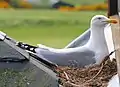 Brütende Silbermöwe auf einem Dach