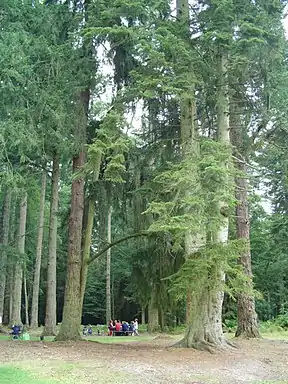 Picknick-Area im New Forest