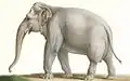Sri-Lanka-Elefant