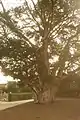 Der Baum, der vom zuständigen Verein zu einem Arbre remarquable erkoren wurde