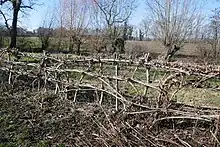 Nieheimer Flechthecke