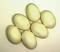 Eier des Nilkrokodils