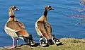 Nilgans-Familie am Rheinauensee