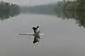 Landung einer Nilgans auf dem Main