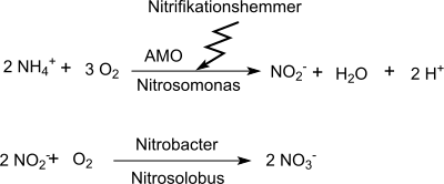 Prozess der Nitrifikation von Ammonium zu Nitrat