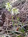 Das Gösing-Täschelkraut (Noccaea goesingensis) ist eine botanische Rarität und wurde nach dem Berg benannt.