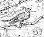 Eule