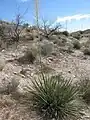 In Arizona