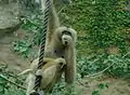 Nördlicher Weißwangen-Schopfgibbon (Nomascus leucogenys)