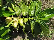 Noni (junge Blätter und Triebe)